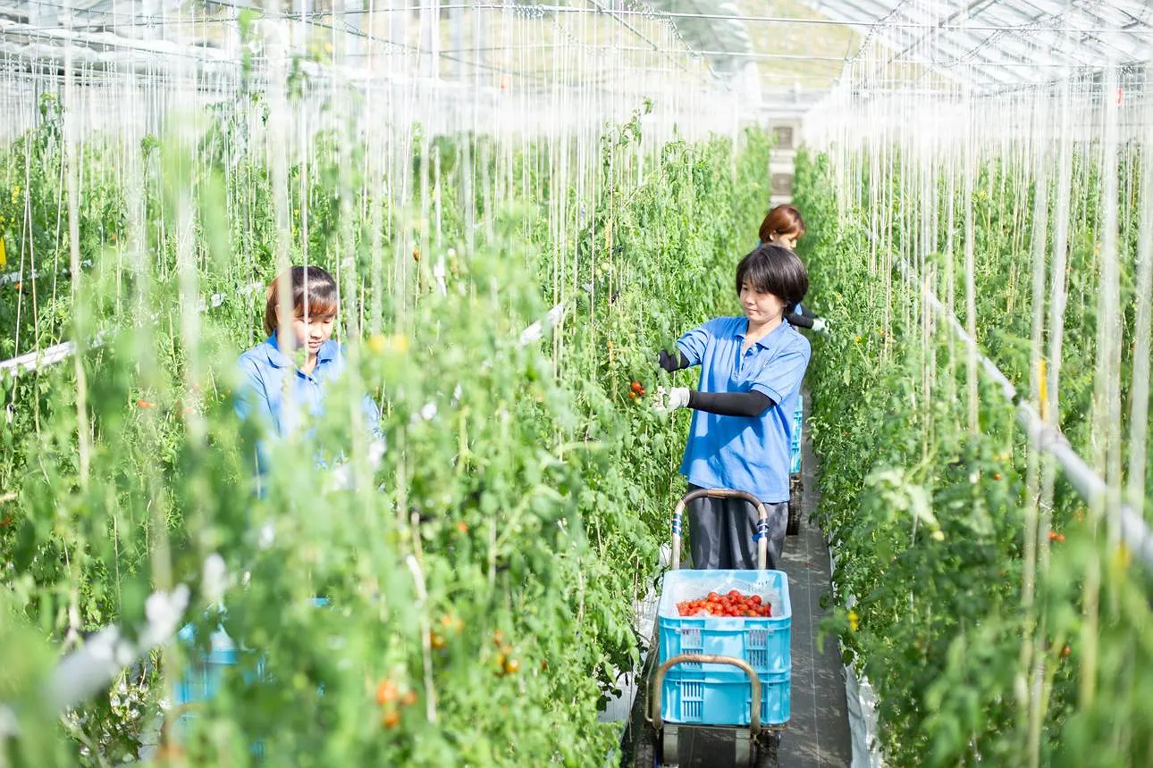Những Ngành Nghề Có Nhu Cầu Tuyển Dụng Cao Khi Làm Việc Tại Nhật Bản